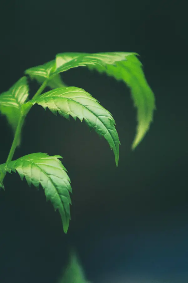 Organic Neem Powder