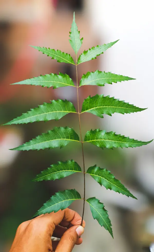 Organic Neem Powder